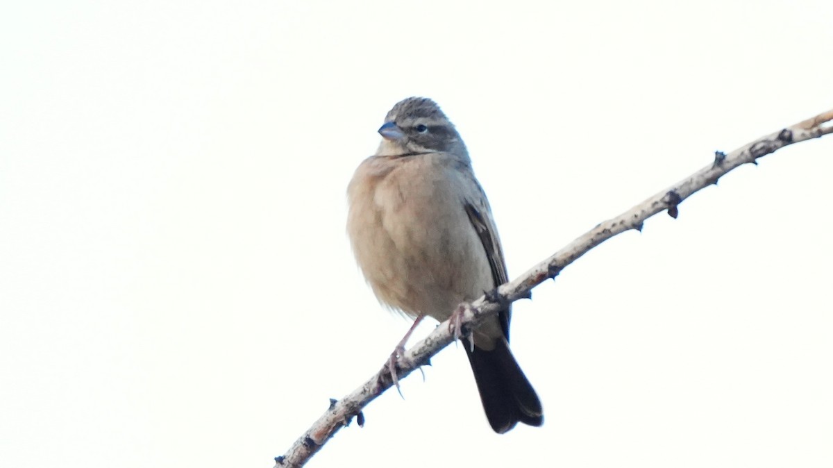 Haitz-berdantza - ML645584229