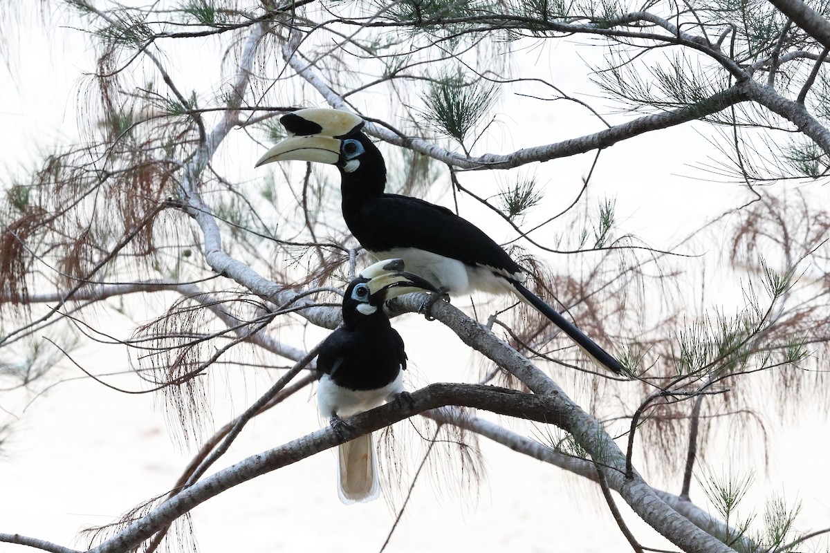 Oriental Pied-Hornbill - ML645584230