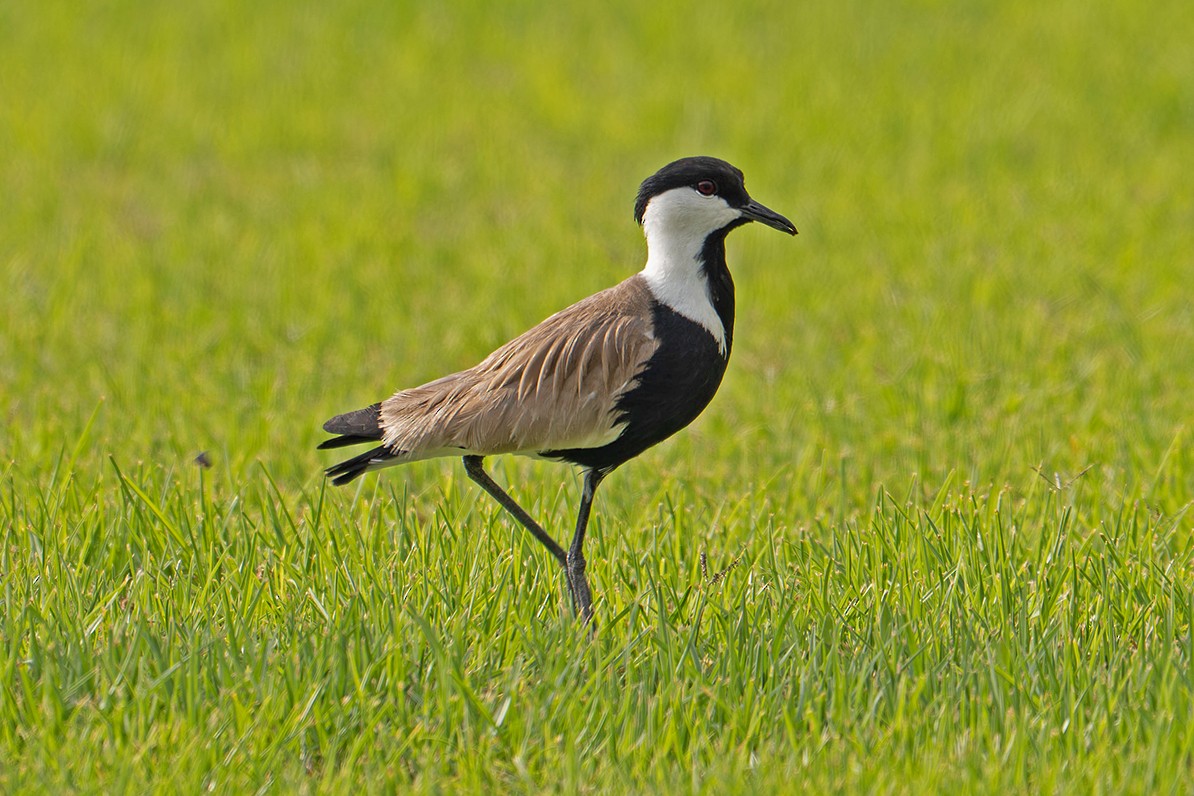 Vanneau à éperons - ML645584234