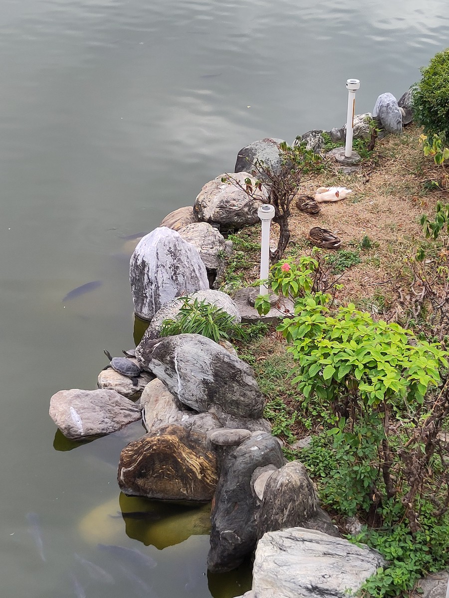 Common thread turtle - ML645584236