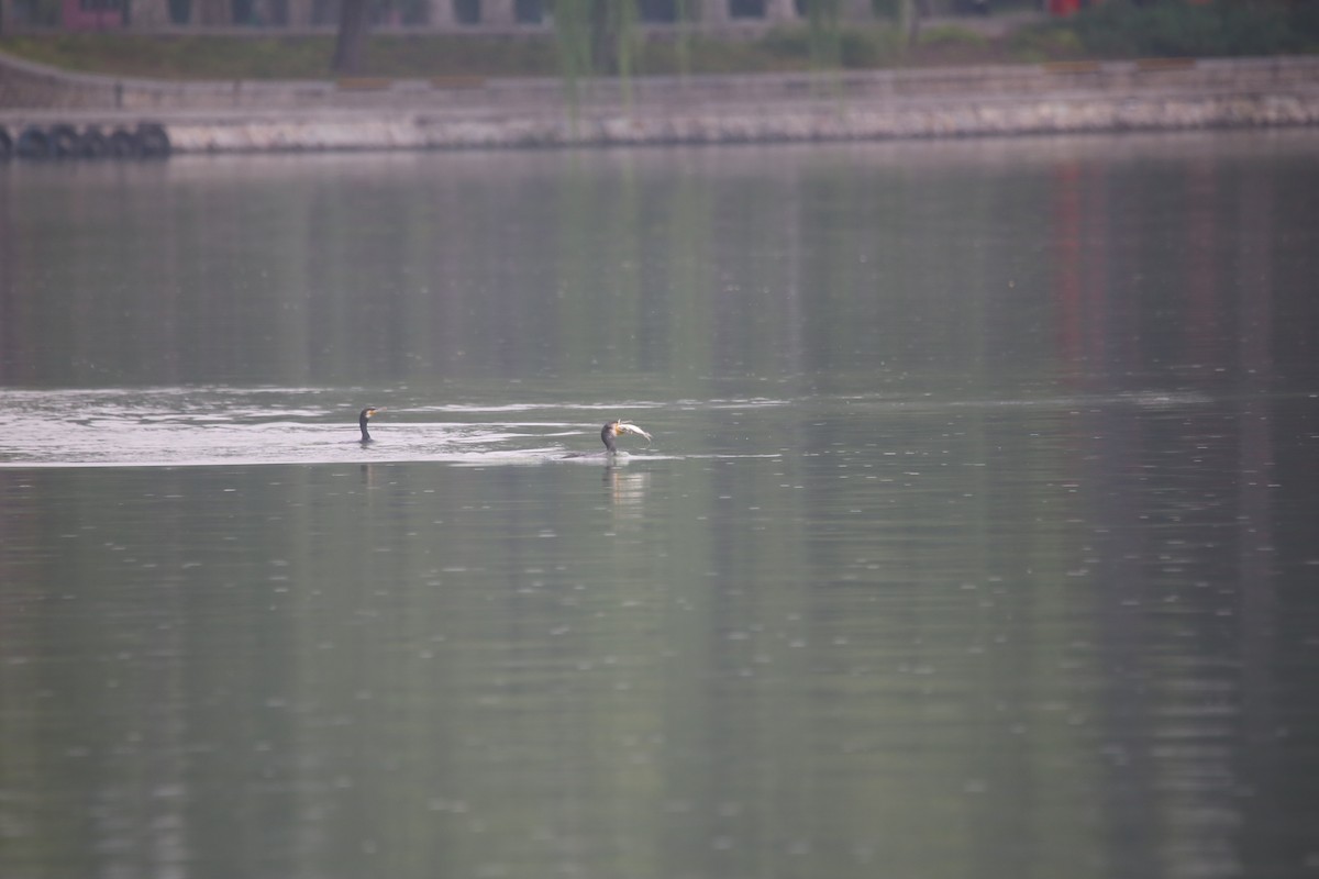 storskarv - ML645584237