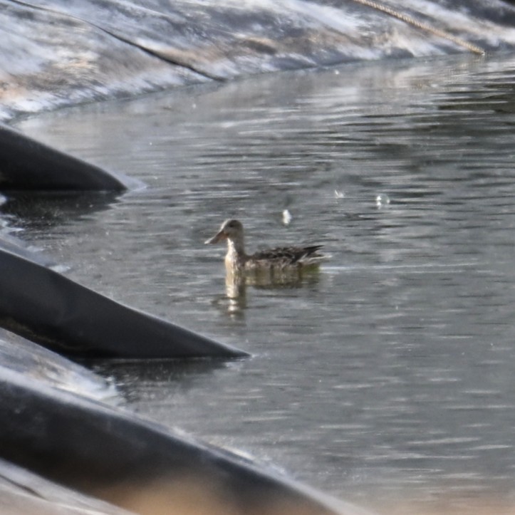 Green-winged Teal - ML645584238