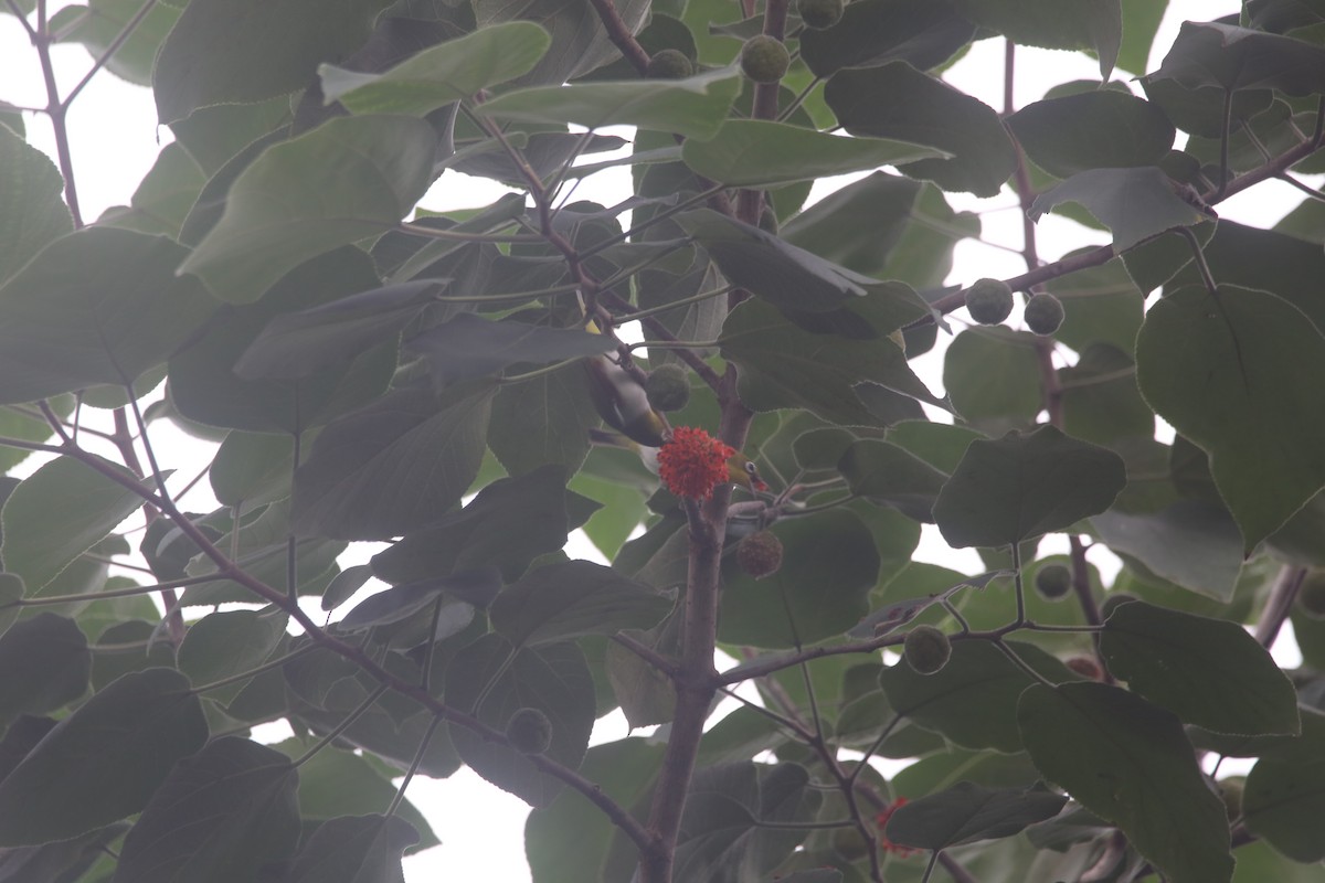 Chestnut-flanked White-eye - ML645584252