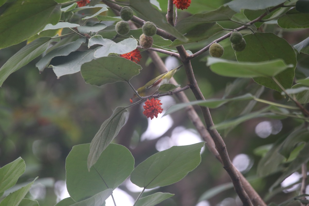 Chestnut-flanked White-eye - ML645584253