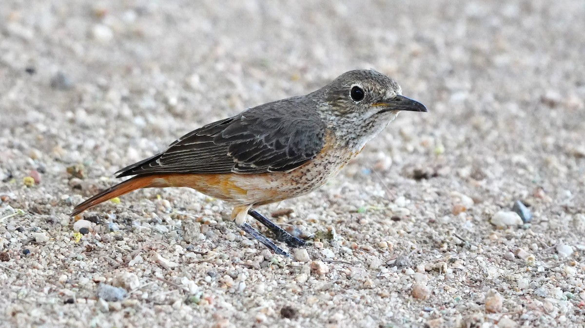 Short-toed Rock-Thrush - ML645584265