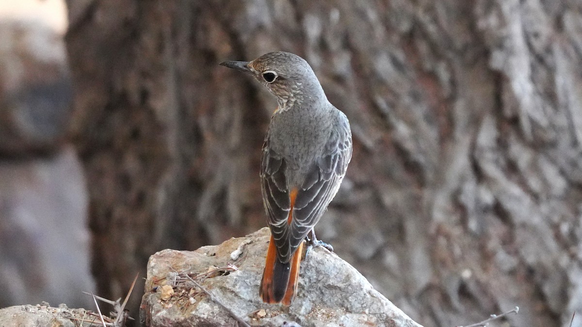 Short-toed Rock-Thrush - ML645584266