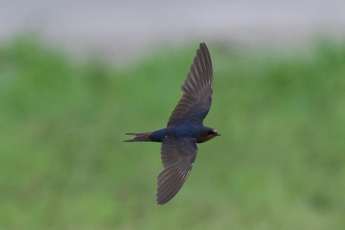 Ластівка сільська - ML645584270