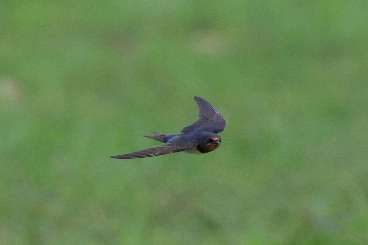 Barn Swallow - ML645584271