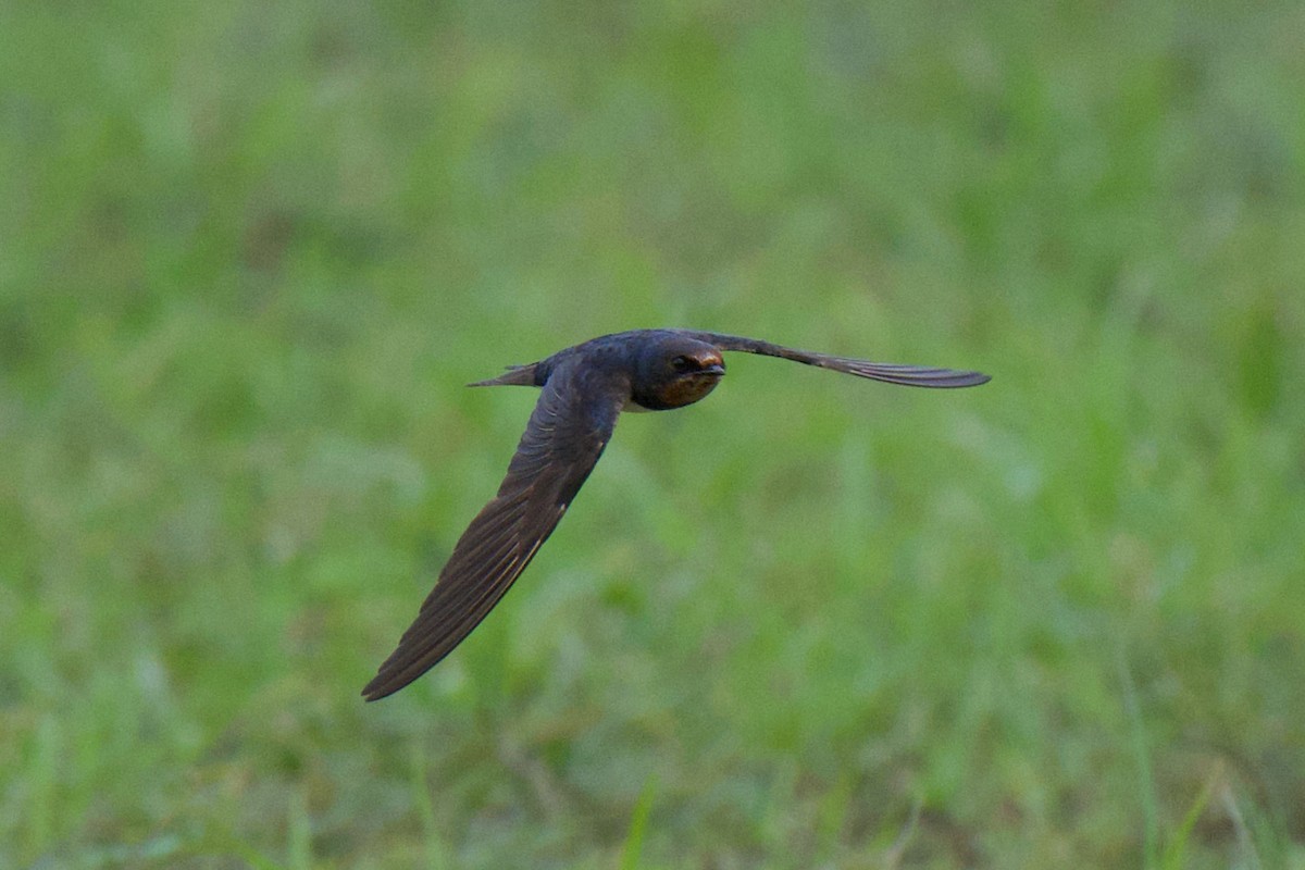 Barn Swallow - ML645584272