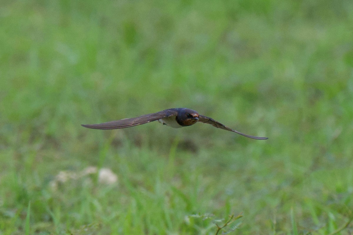 Barn Swallow - ML645584273