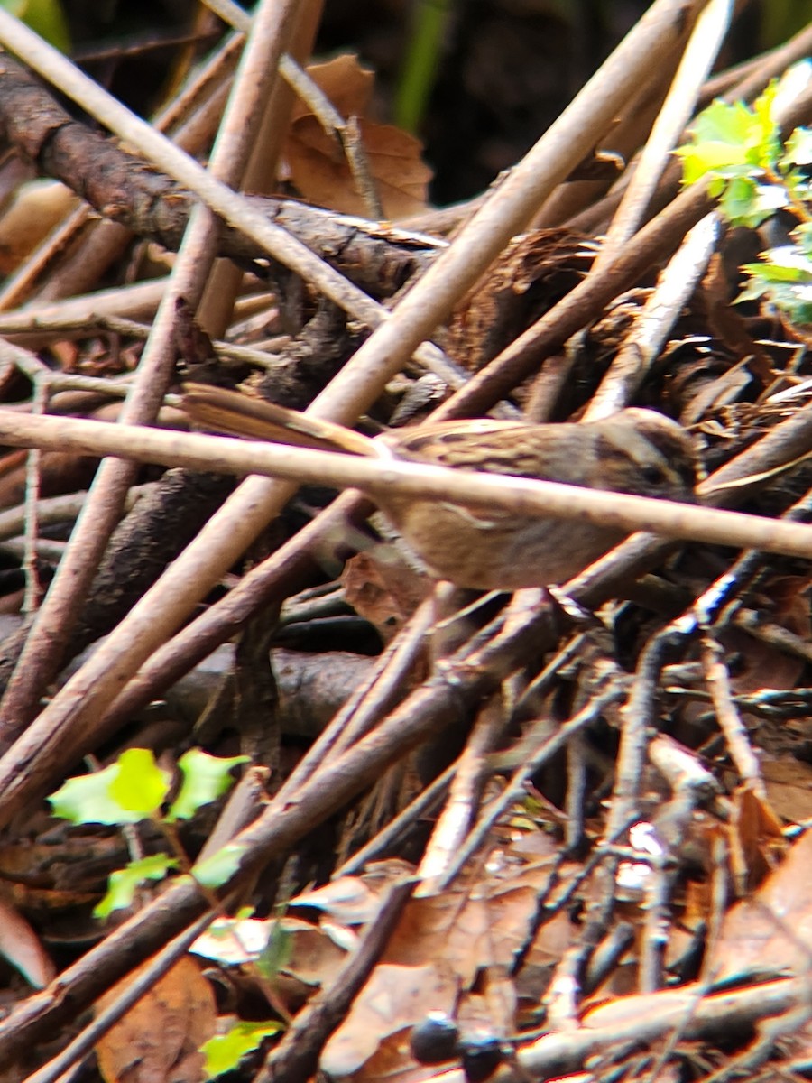 Swamp Sparrow - ML645584276