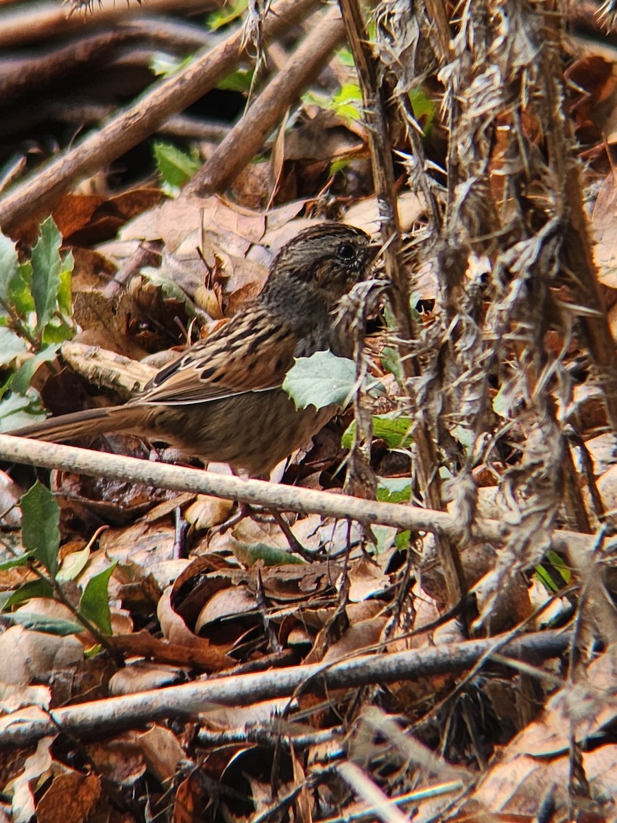 Swamp Sparrow - ML645584277