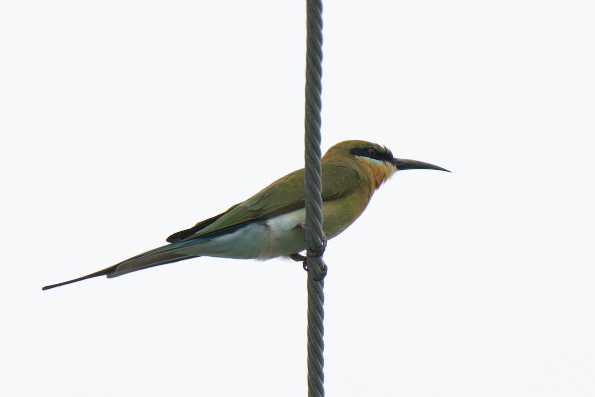 Blue-tailed Bee-eater - ML645584278