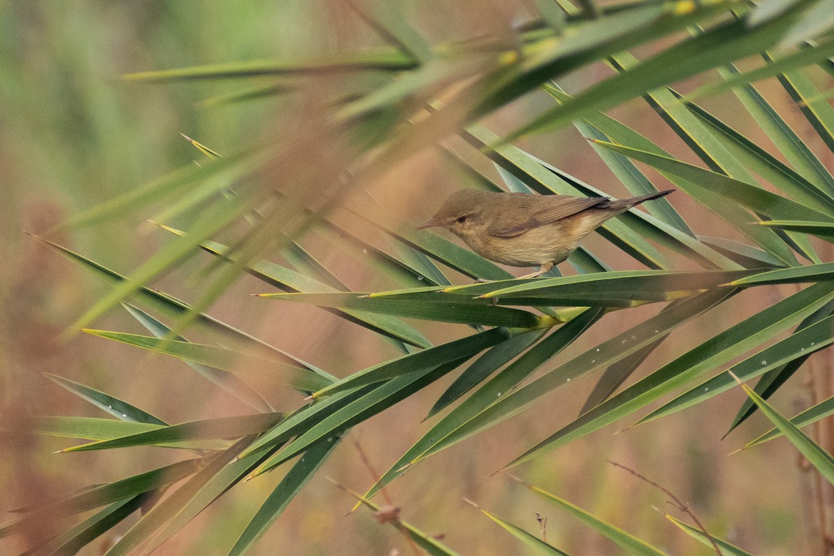 Blyth's Reed Warbler - ML645584279