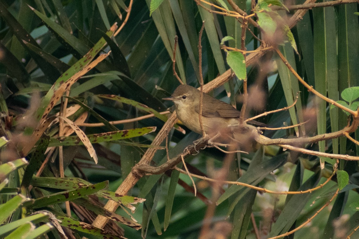 Blyth's Reed Warbler - ML645584280