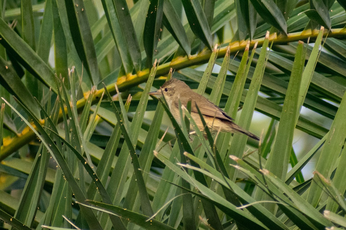 Blyth's Reed Warbler - ML645584281