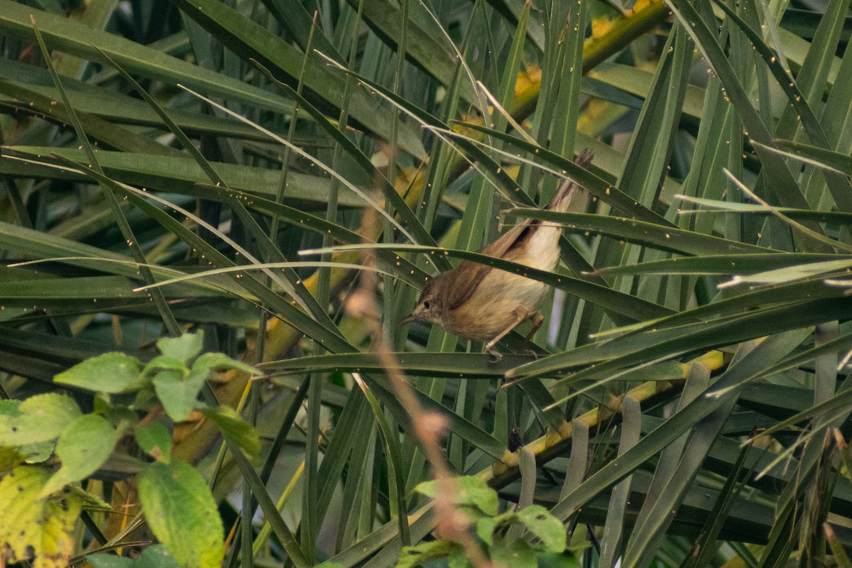 Blyth's Reed Warbler - ML645584282