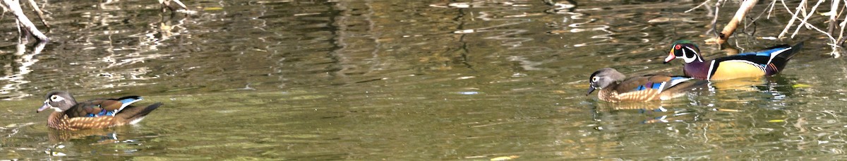 Wood Duck - ML645584283