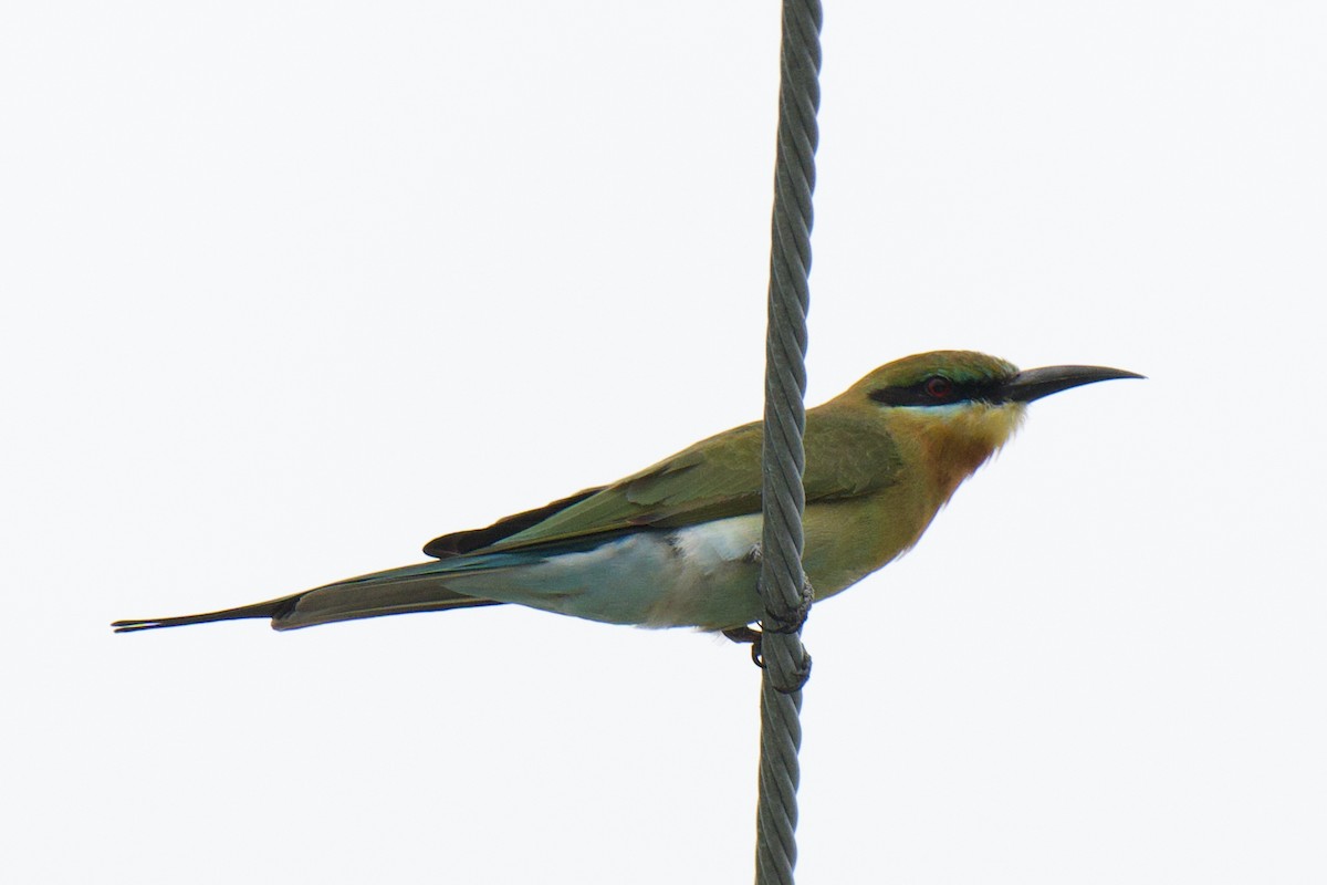 Blue-tailed Bee-eater - ML645584284