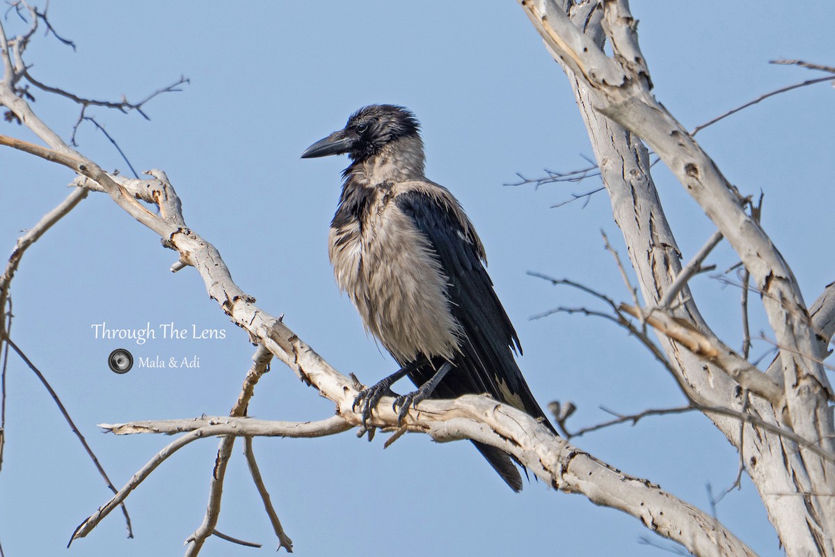 Hooded Crow - ML645584285