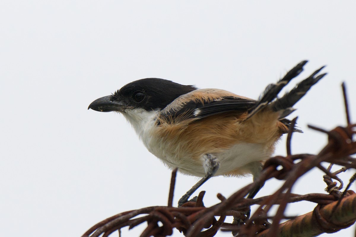 Long-tailed Shrike - ML645584288