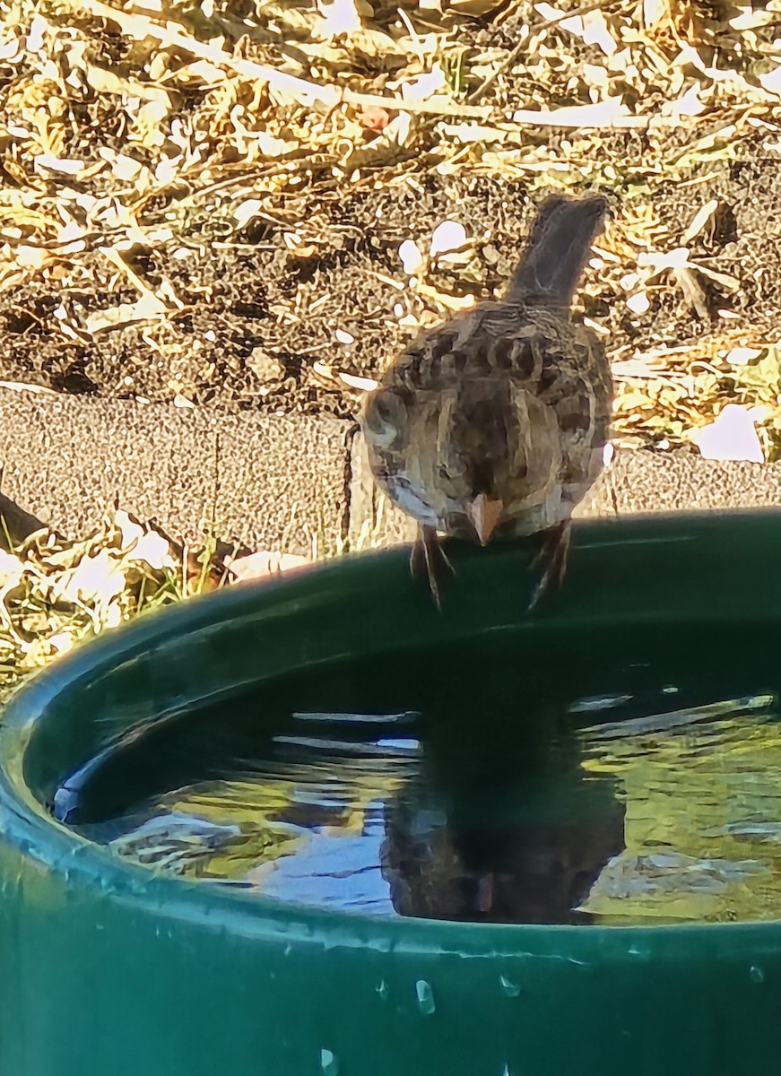 Harris's Sparrow - ML645584289