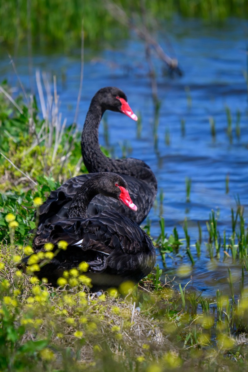 Black Swan - ML645584291