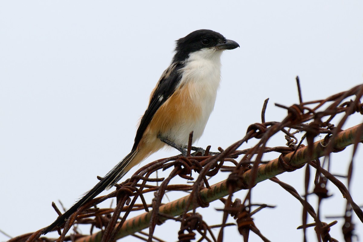 Long-tailed Shrike - ML645584292
