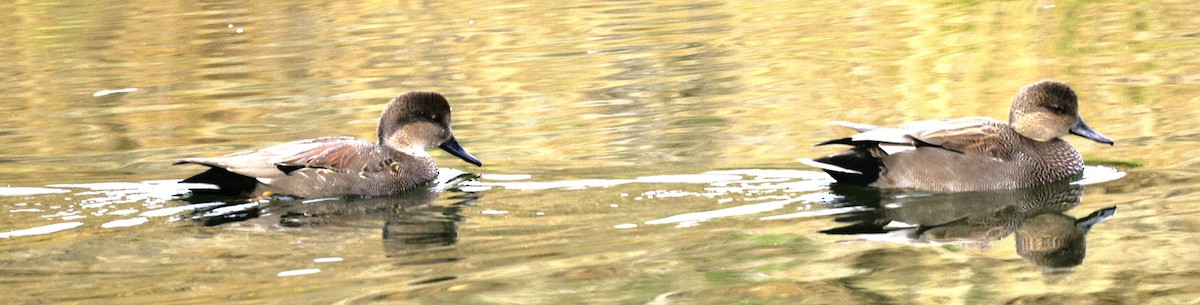 Gadwall - ML645584294