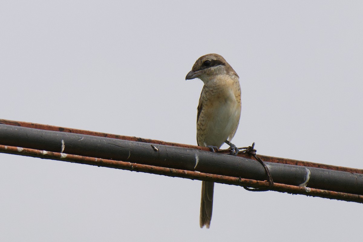 Brown Shrike - ML645584295