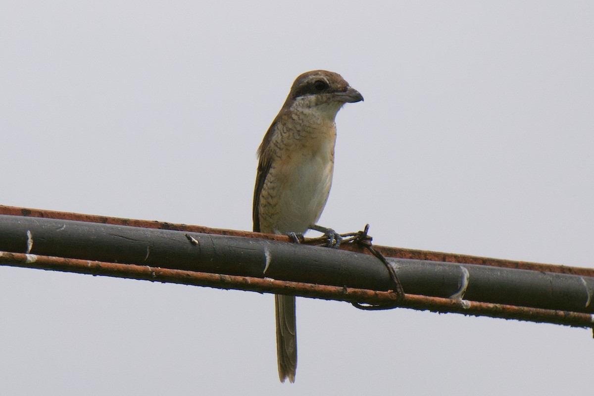 Brown Shrike - ML645584296
