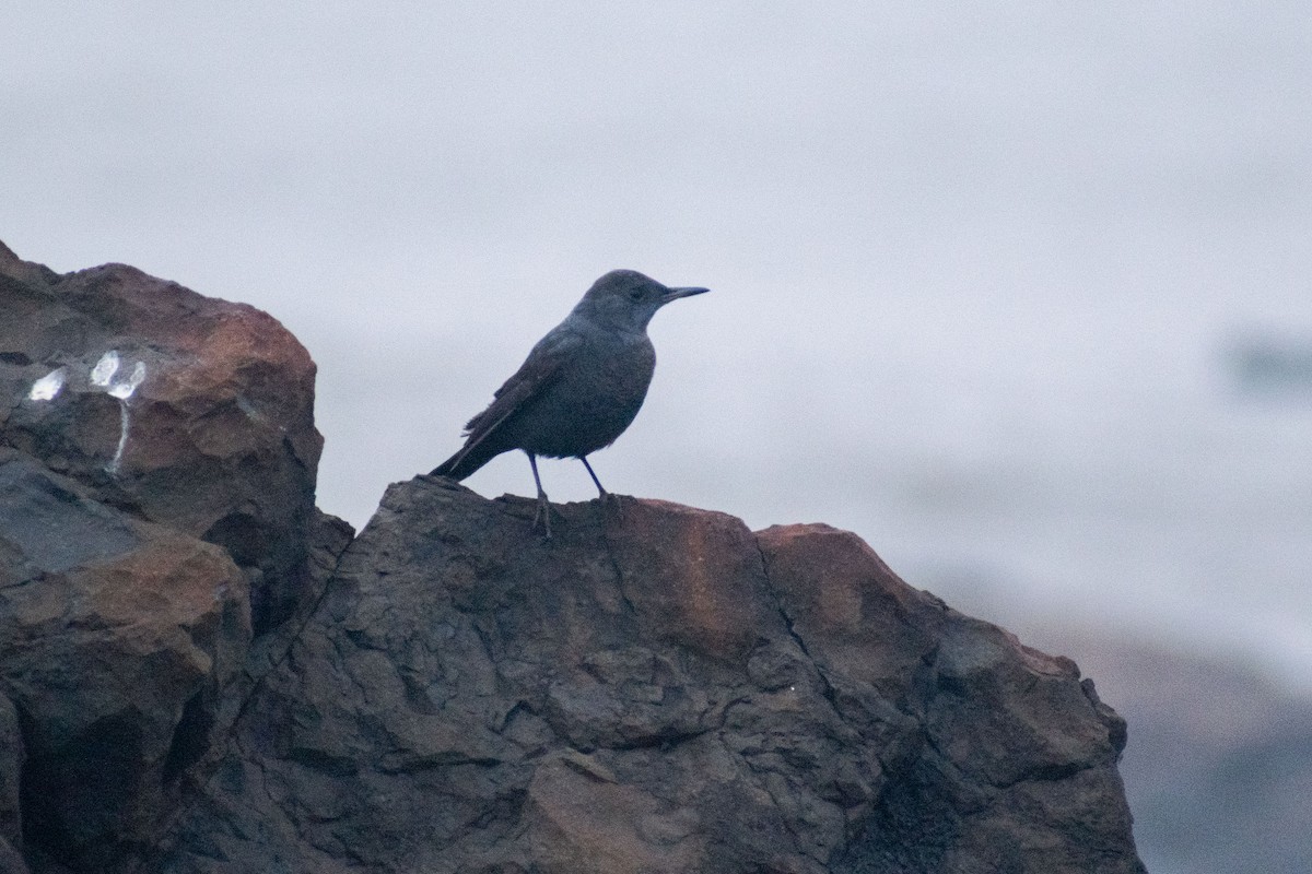 Blue Rock-Thrush - ML645584298