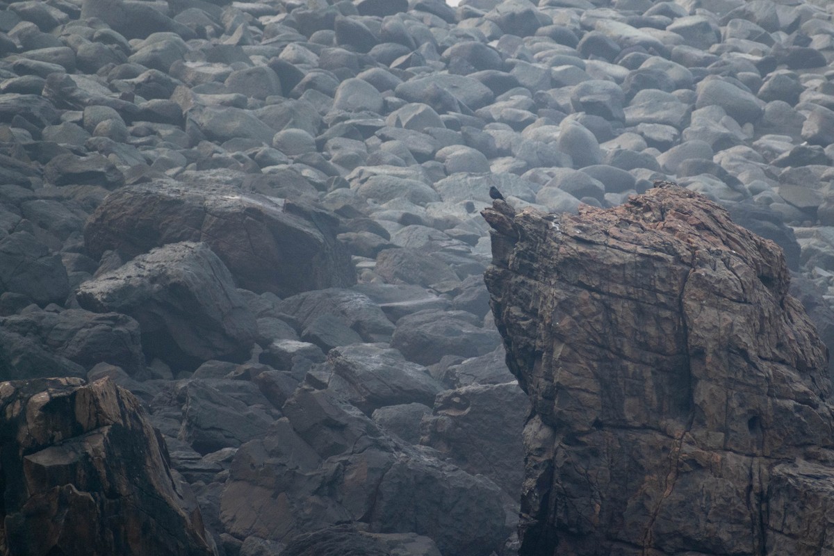 Blue Rock-Thrush - ML645584299