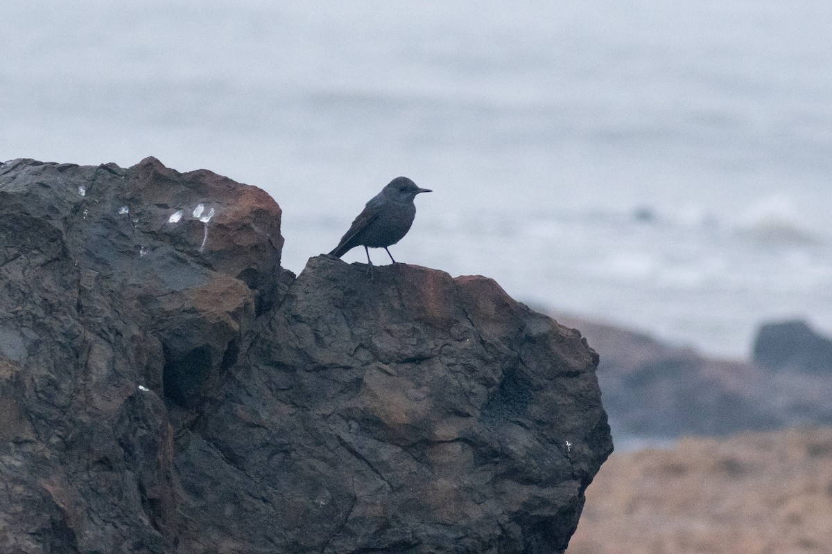 Blue Rock-Thrush - ML645584300