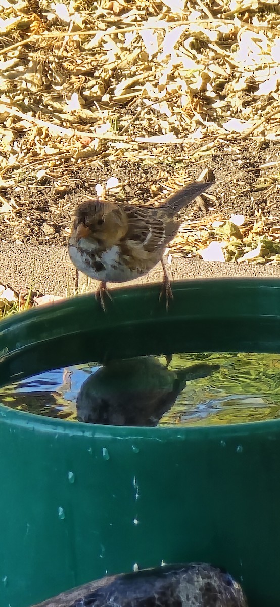 Harris's Sparrow - ML645584301