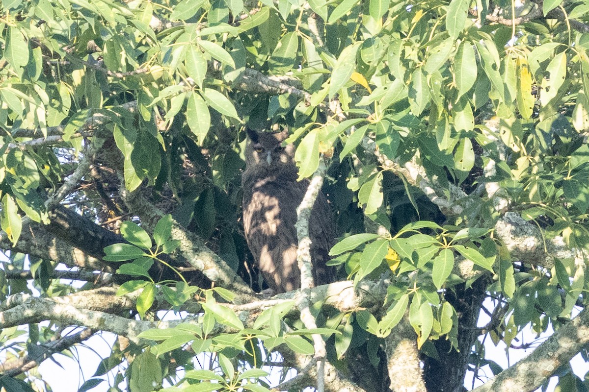 Dusky Eagle-Owl - ML645584303