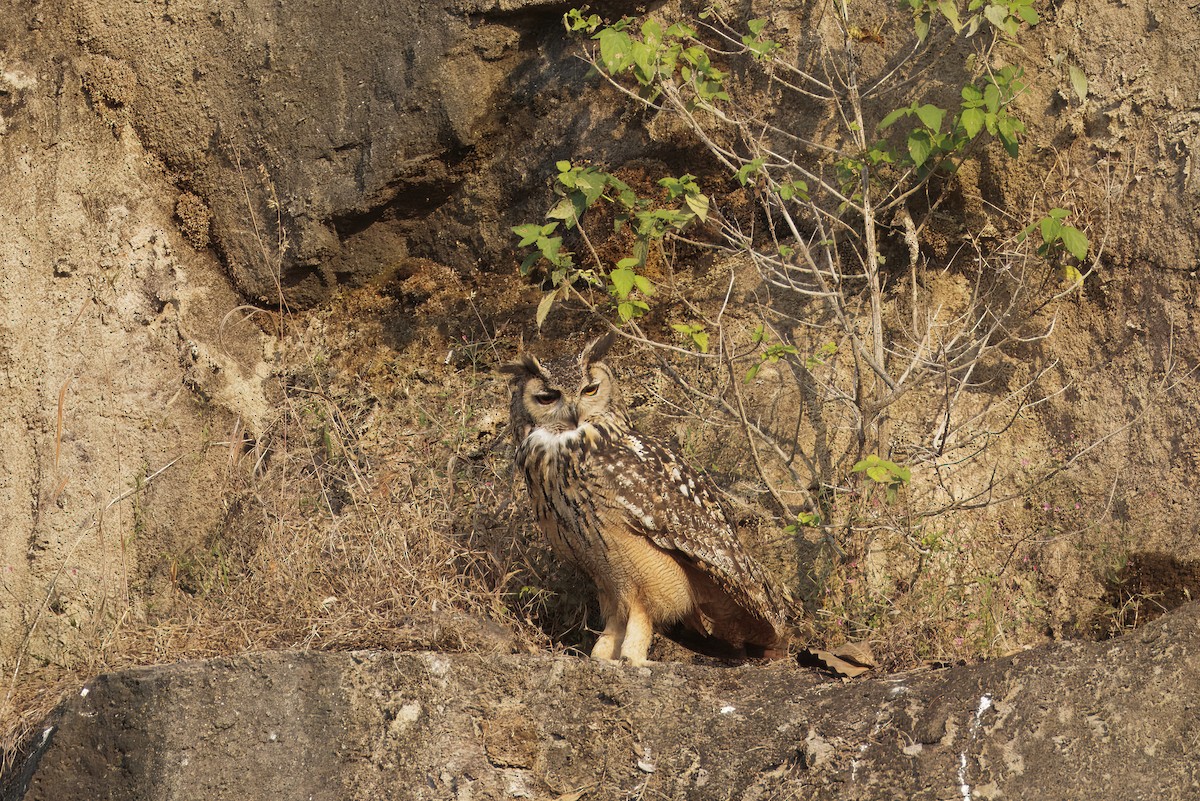 Rock Eagle-Owl - ML645584304