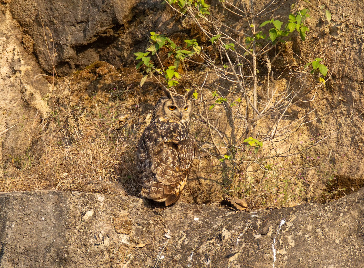 Rock Eagle-Owl - ML645584305