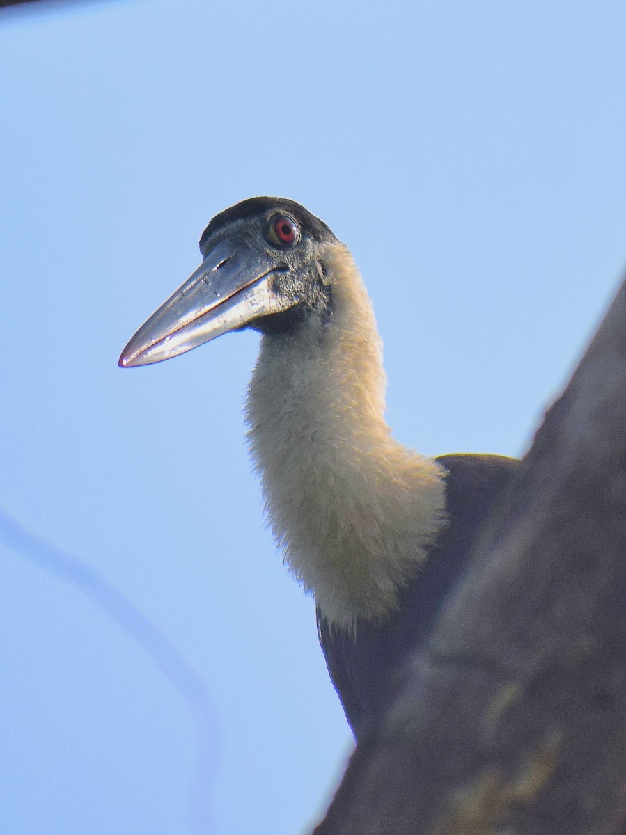 Asian Woolly-necked Stork - ML645584308