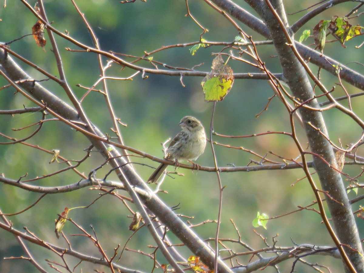 Song Sparrow - ML64558431