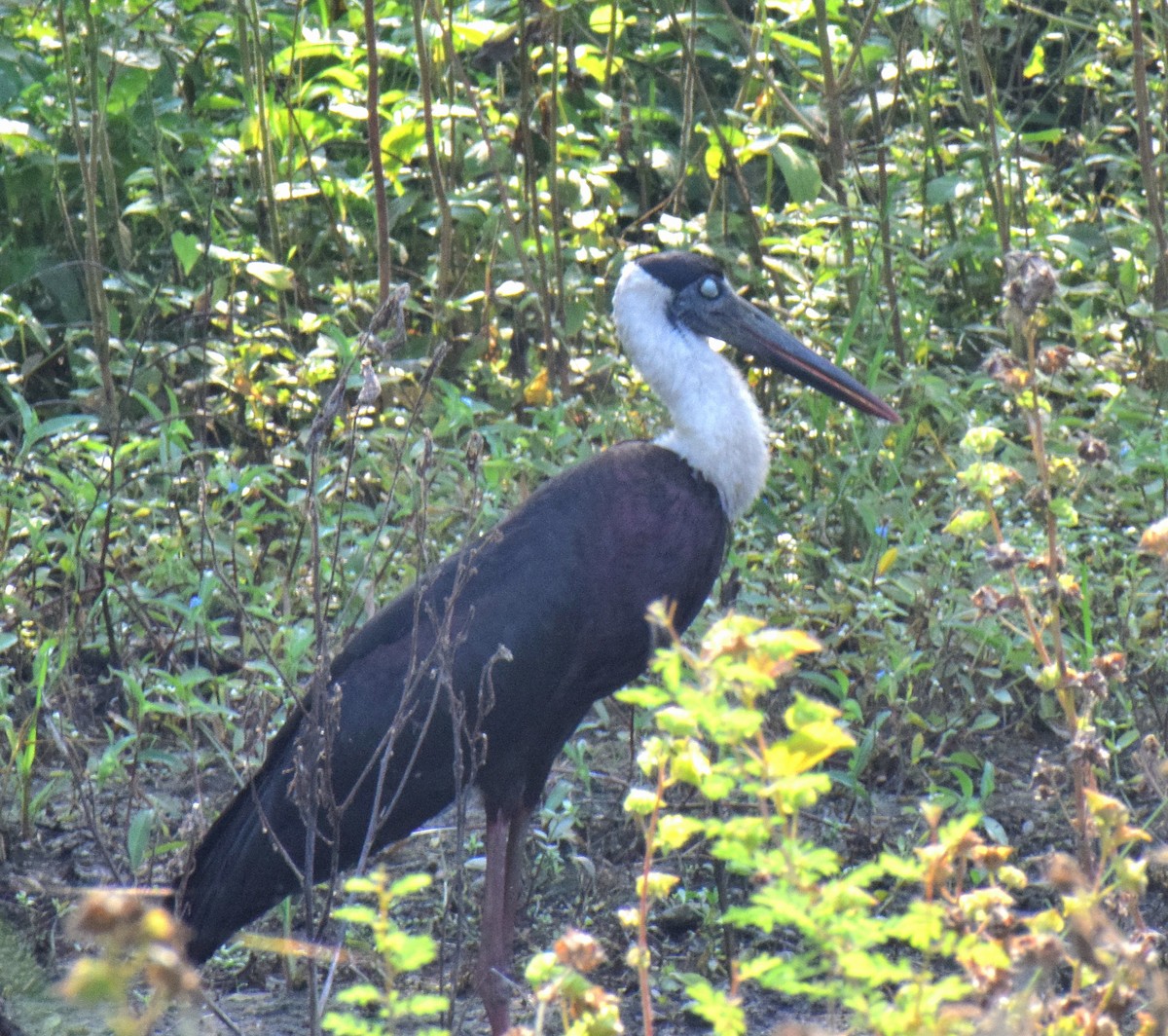 Asian Woolly-necked Stork - ML645584311