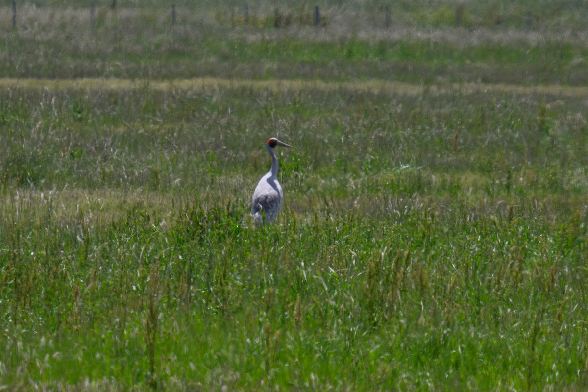 jeřáb australský - ML645584312