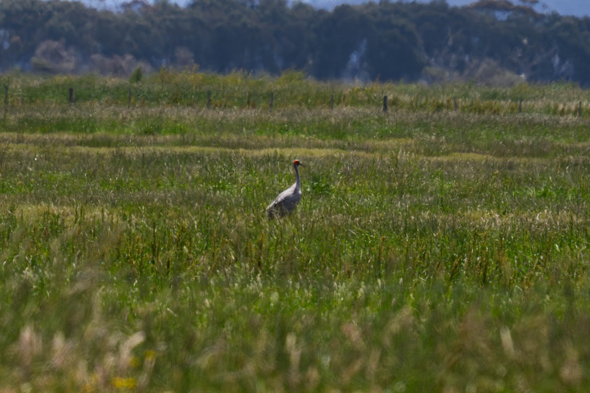 jeřáb australský - ML645584313