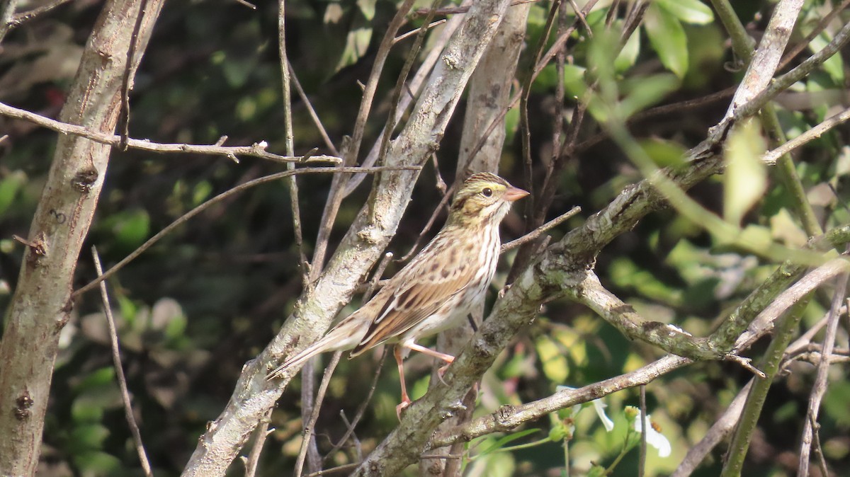 Chingolo Sabanero - ML645584339