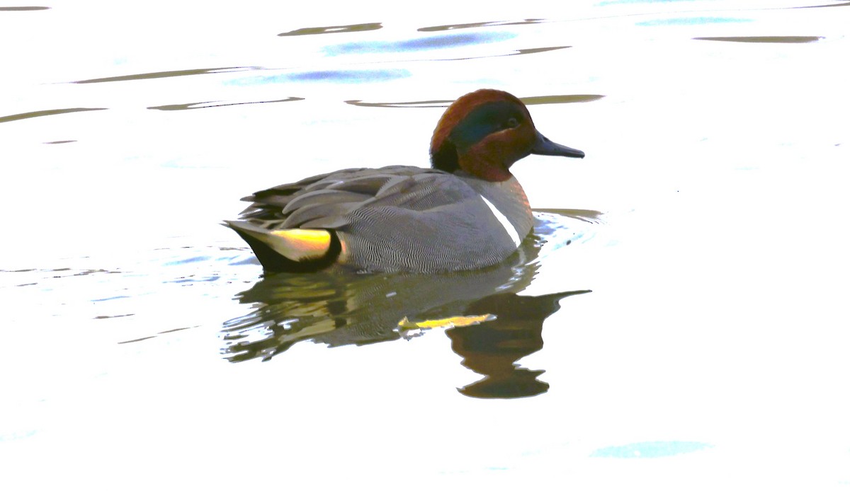 Cerceta Común - ML645584340