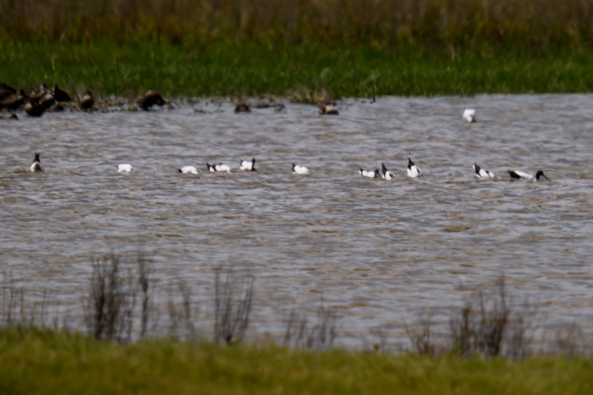 Avoceta Australiana - ML645584341
