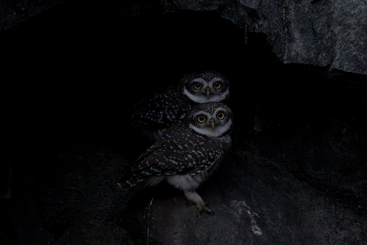 Mochuelo Brahmán - ML645584342