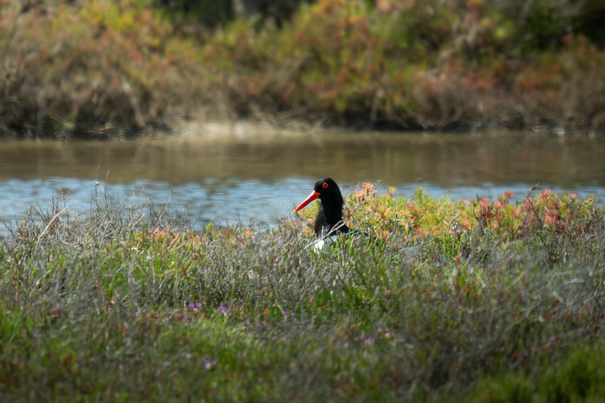 Ostrero Pío Australiano - ML645584349