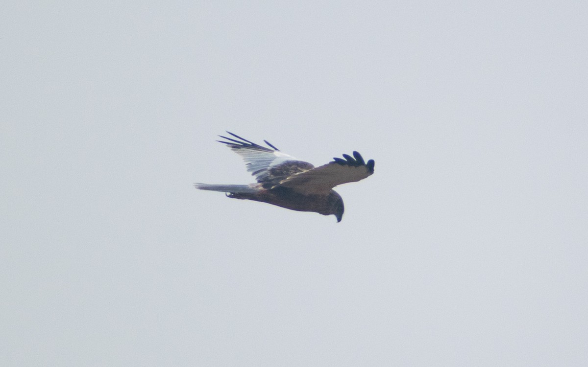 Aguilucho Lagunero Occidental - ML645584350