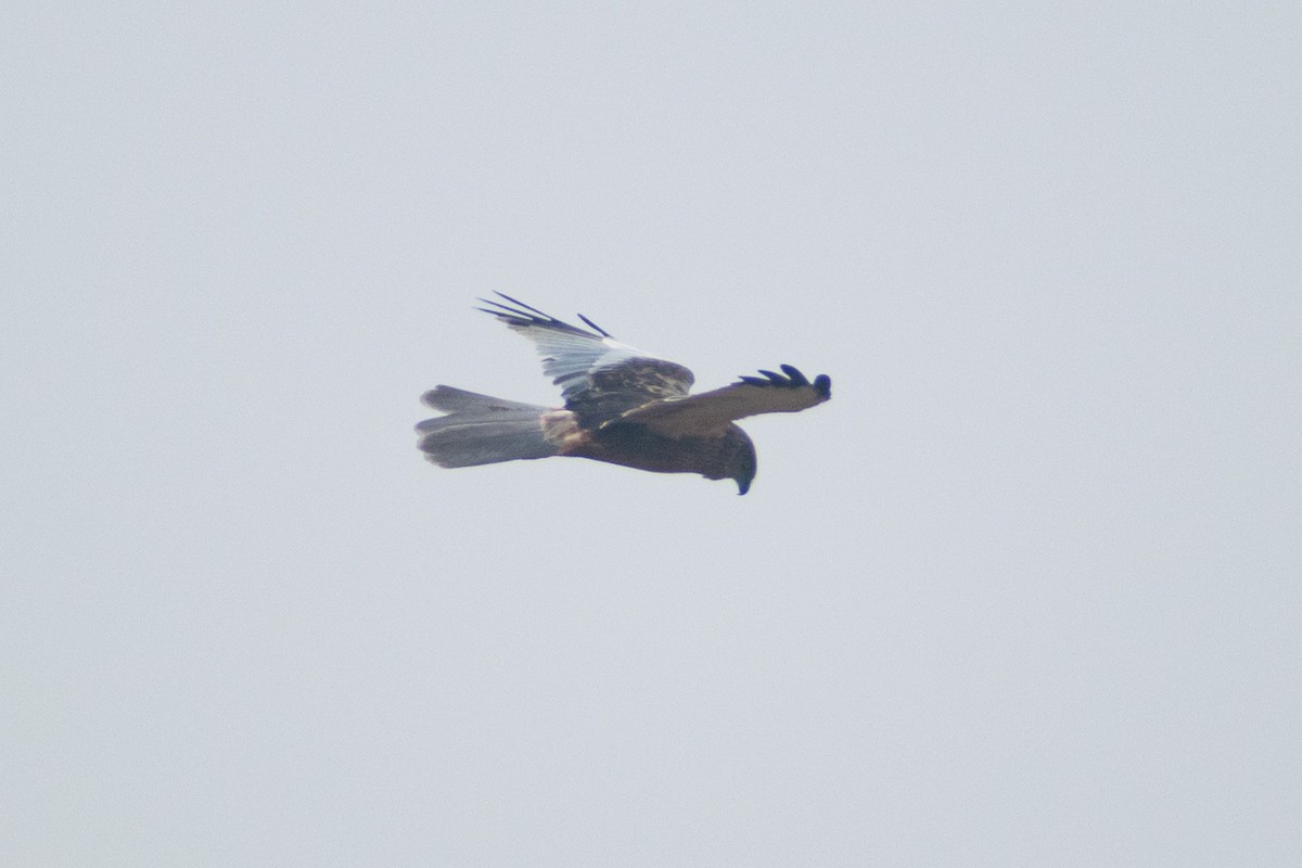 Aguilucho Lagunero Occidental - ML645584351